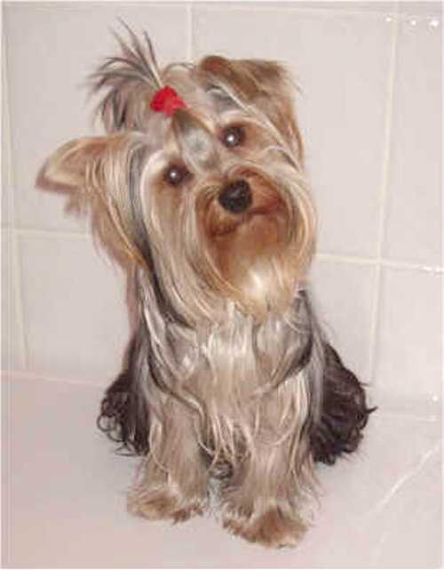 20080510134024-rn-dog-yorkshire-terrier.jpg